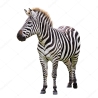 Black and white zebra Stock Photo by ©Patryk_Kosmider 25018039